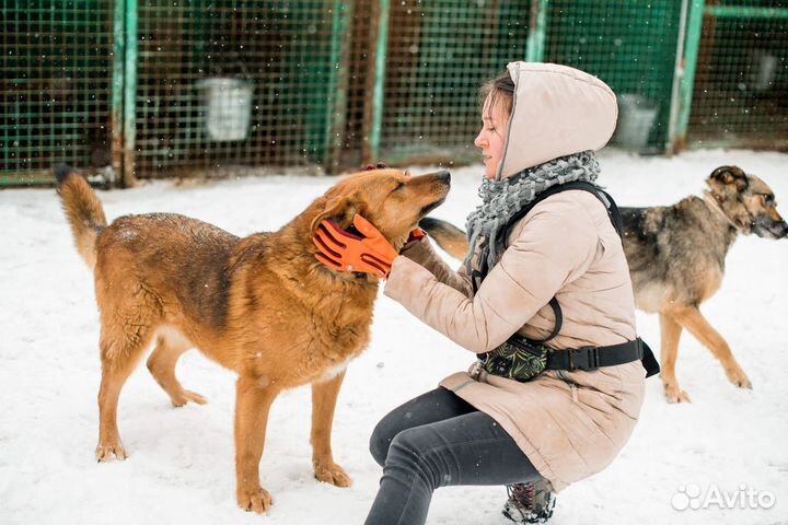 Рыженькая солнечная Дива в добрые руки