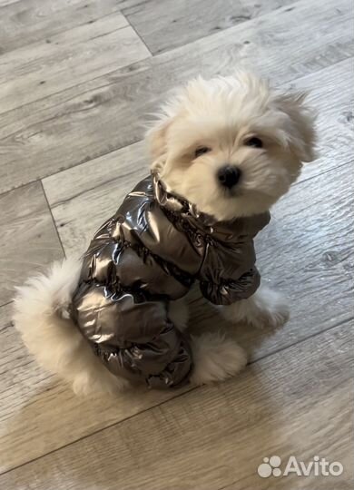 Одежда для маленьких собак xs
