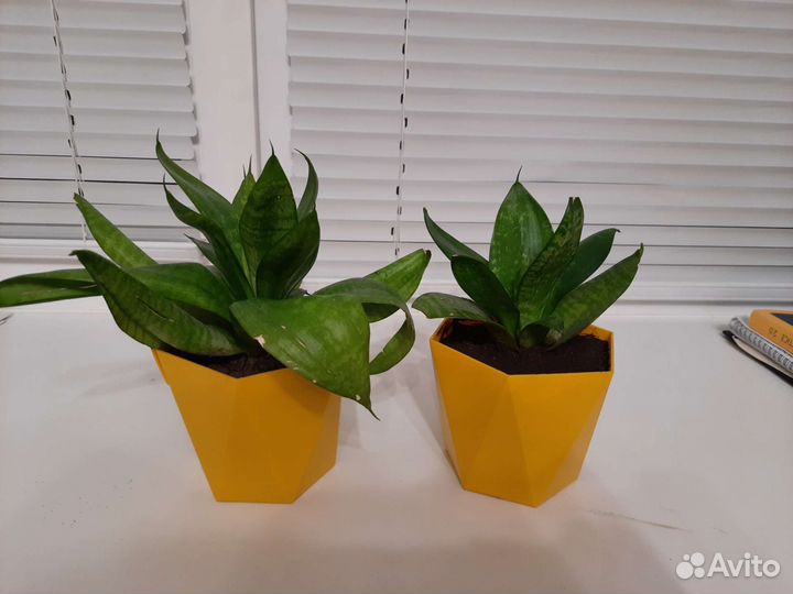 Сансевиерия