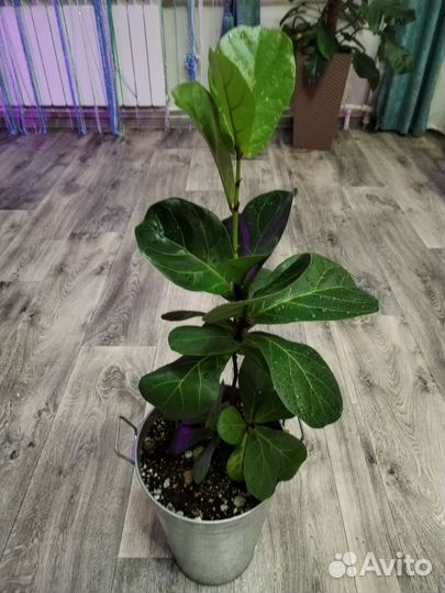 Фикус лирата бамбино