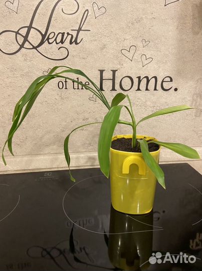 Комнатные цветы, разные