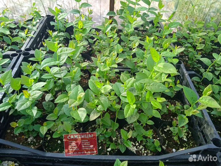 Саженцы голубики Спартан