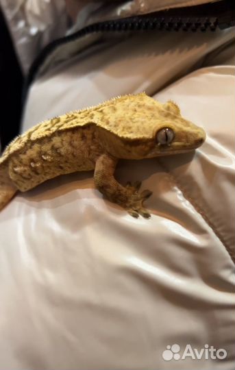 Бананоед самка