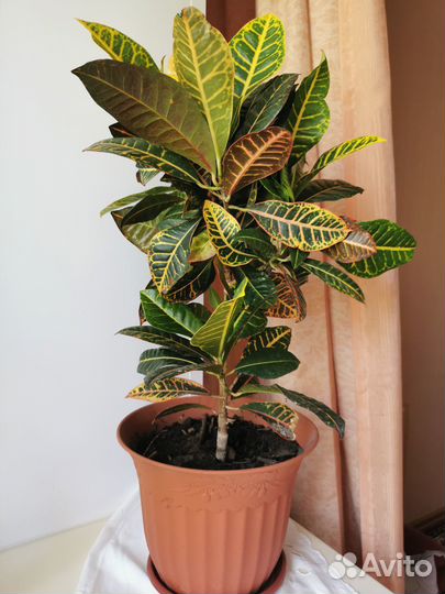 Кодиеум кротон