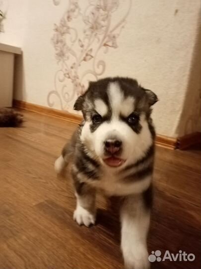 Продвм щенка хаски