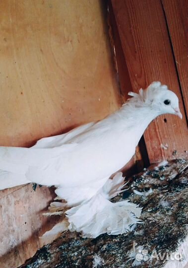 Продам разные породы голубей