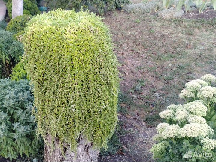 Седум лозовидный