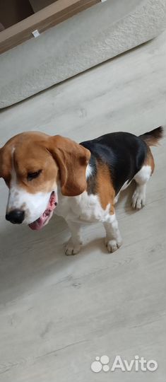 Ищем Невесту )вязка Бигль