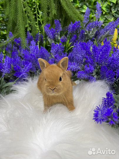 Кролики сиамские