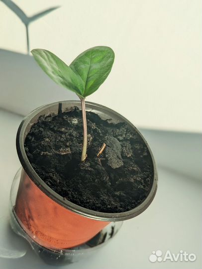 Замиокулькас