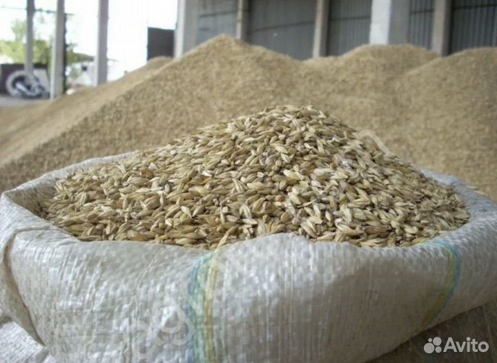 Зерно пшеница ячмень в мешках и россыпью