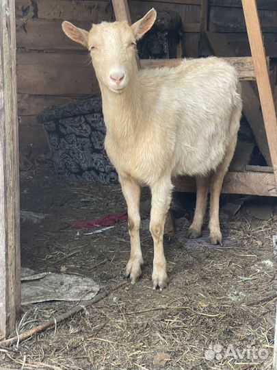 Козы дойные