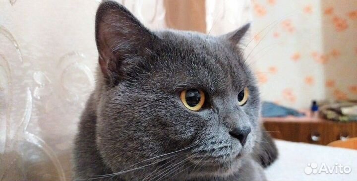 Вязка с котом Британским