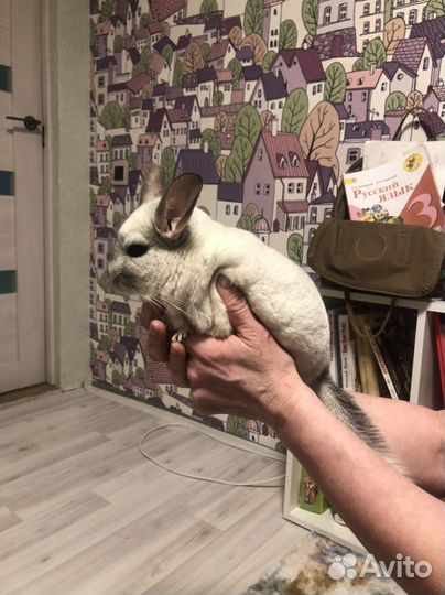 Шиншиллы
