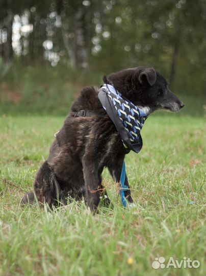 Старенькая собака Майка умрет в приюте