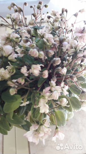 Фиалки полумини и стандарт