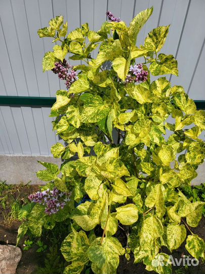 Растения на альпийскую горку