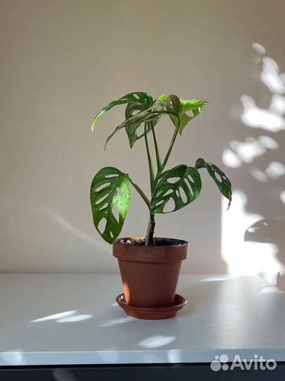 Комнатное растение, монстера манки