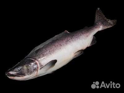 Свежая горбуша замороженная