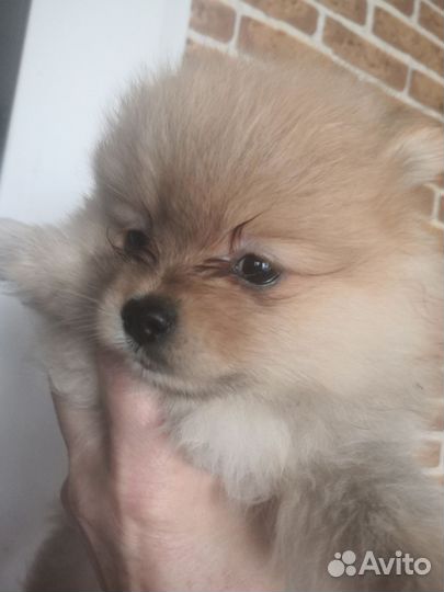 Шпицы девочки