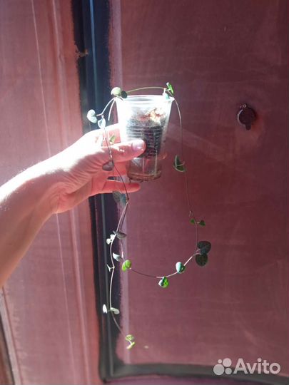 Комнатные растения и суккуленты/кактусы