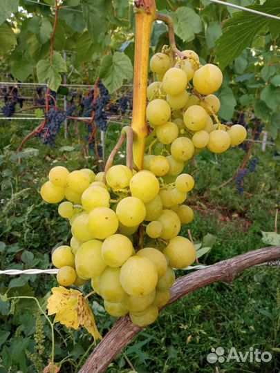 Саженцы винограда из школки