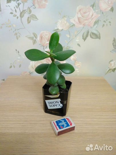 Денежное дерево