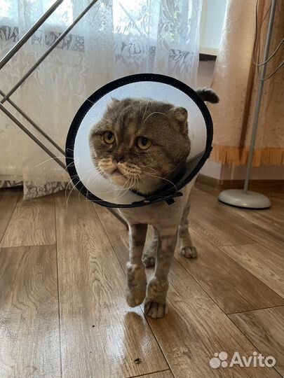 Британский вислоухий кот