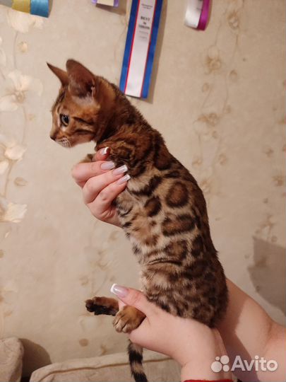 Бенгальская