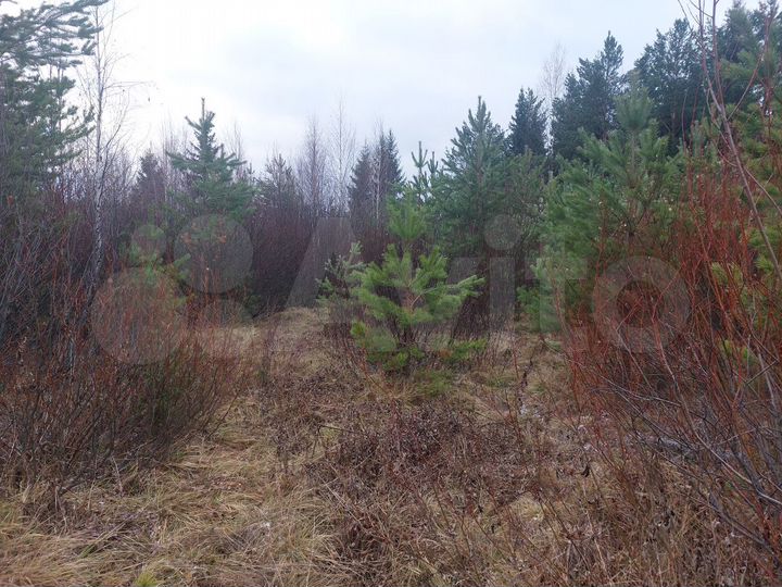 Участок 25 сот. (ИЖС)