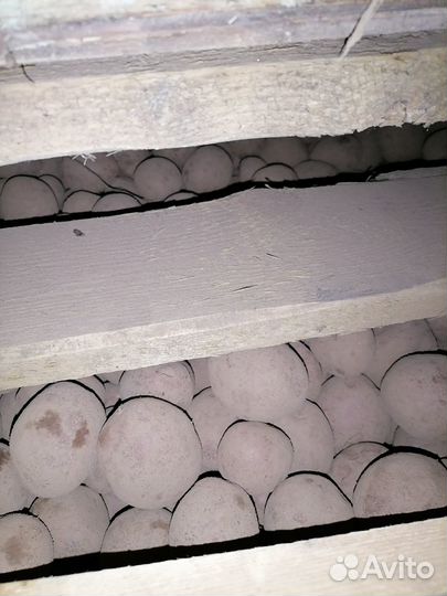 Семенной картофель сорт Алуэт