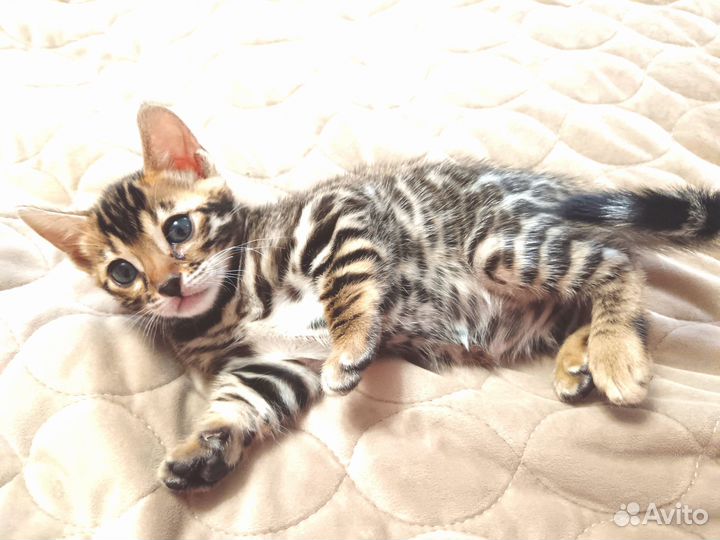 Бенгальские котята