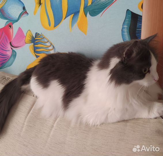 Кошка