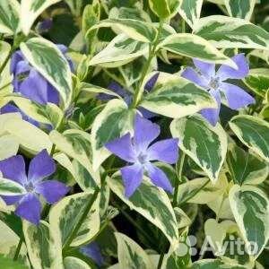 Барвинок вариегатный