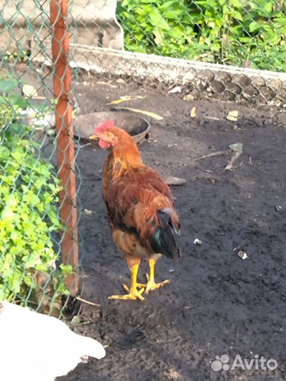 Молодые петухи