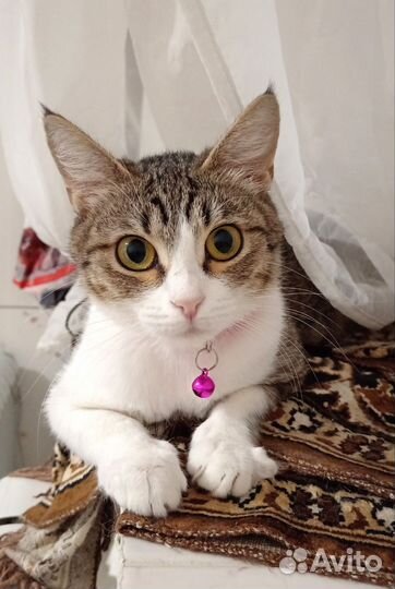 Кошка молодая в добрые руки бесплатно