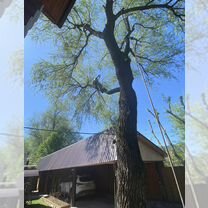 Спил деревьев, расчистка участков, обрезка, Горно-Алтайск