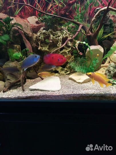 Цихлиды Танганьики