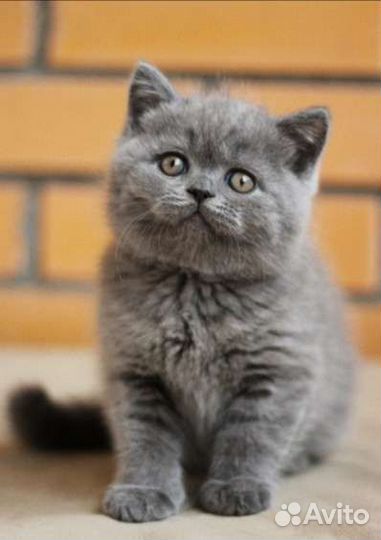 Просто кукла