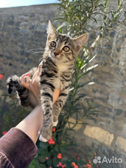 Бенгальская кошка