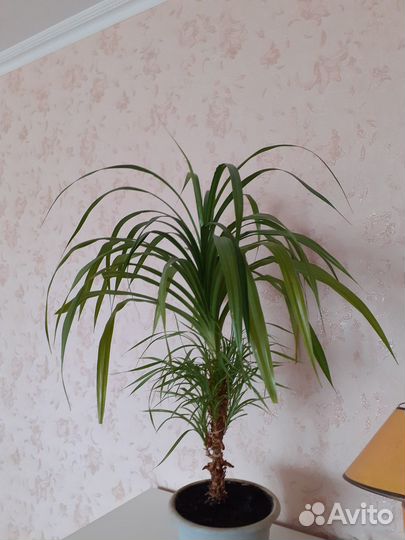 Пангасиус