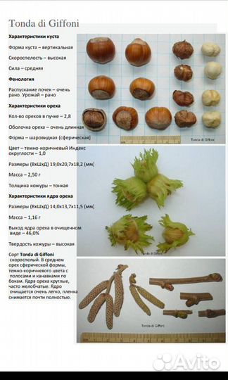 Саженцы ореха фундука