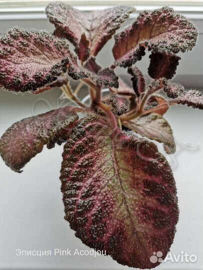 Эписции сортовые 9 видов