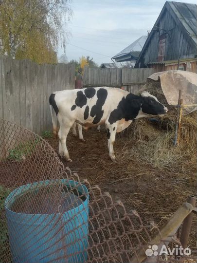 Бычки и телочки на мясо