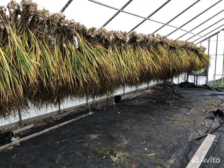 Чеснок лучшие сорта озимого и ярового чеснока