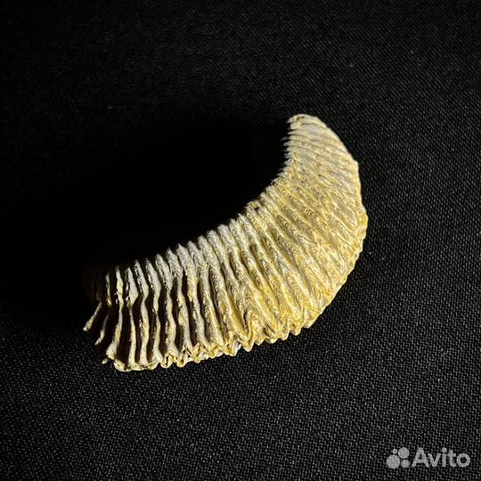 Устрица окаменелость ископаемое моллюск