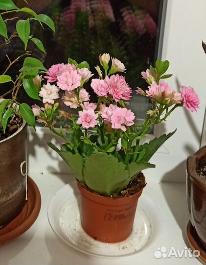 Отростки каланхоэ