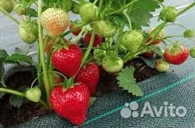 Клубника рассада ремонтантная