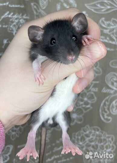 Крысята дамбо