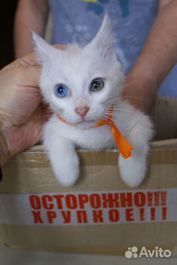 Котёнок с разными глазами